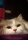 dailyPhoto25